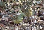 AIW^Black-faced Bunting