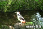 アカゲラ／Great Spotted Woodpecker