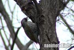 AIQ^Japanese Green Woodpecker