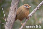 RWPC^Bamboo Partridge