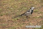 nNZLC^White Wagtail