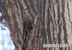 qh^Brown-eared Bulbul