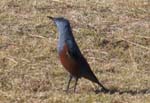 C\qh^Blue Rockthrush