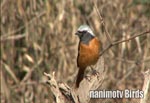 WEr^L^Daurian Redstart