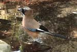 JPX^Eurasian Jay