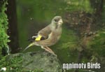 カワラヒワ／Oriental Greenfinch