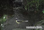 LZLC^Grey Wagtail