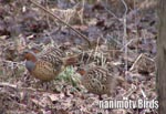 RWPC^Bamboo Partridge