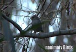 NW^Grey Bunting