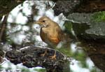 }~`WiC^Eye-browed Thrush