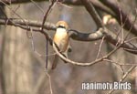 Y^Bull-Headed Shrike