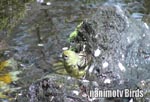 mWR^Japanese Yellow Bunting