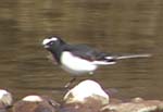 ZOZLC^Japanese Wagtail