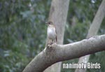 Vn^Pale Thrush