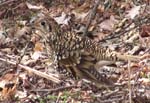 gcO~^White's Ground Thrush