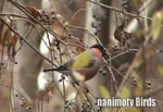 AJE\^Eurasian Bullfinch